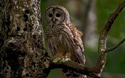 Maidens and Owls: Blodeuwedd at Beltane – 2022