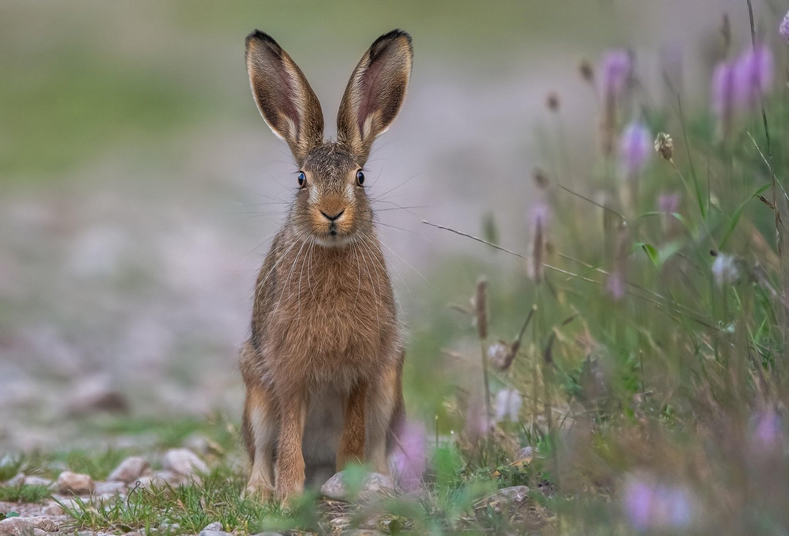 hare hare